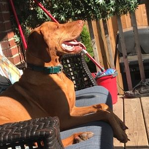 Meet your Posher, Ashley